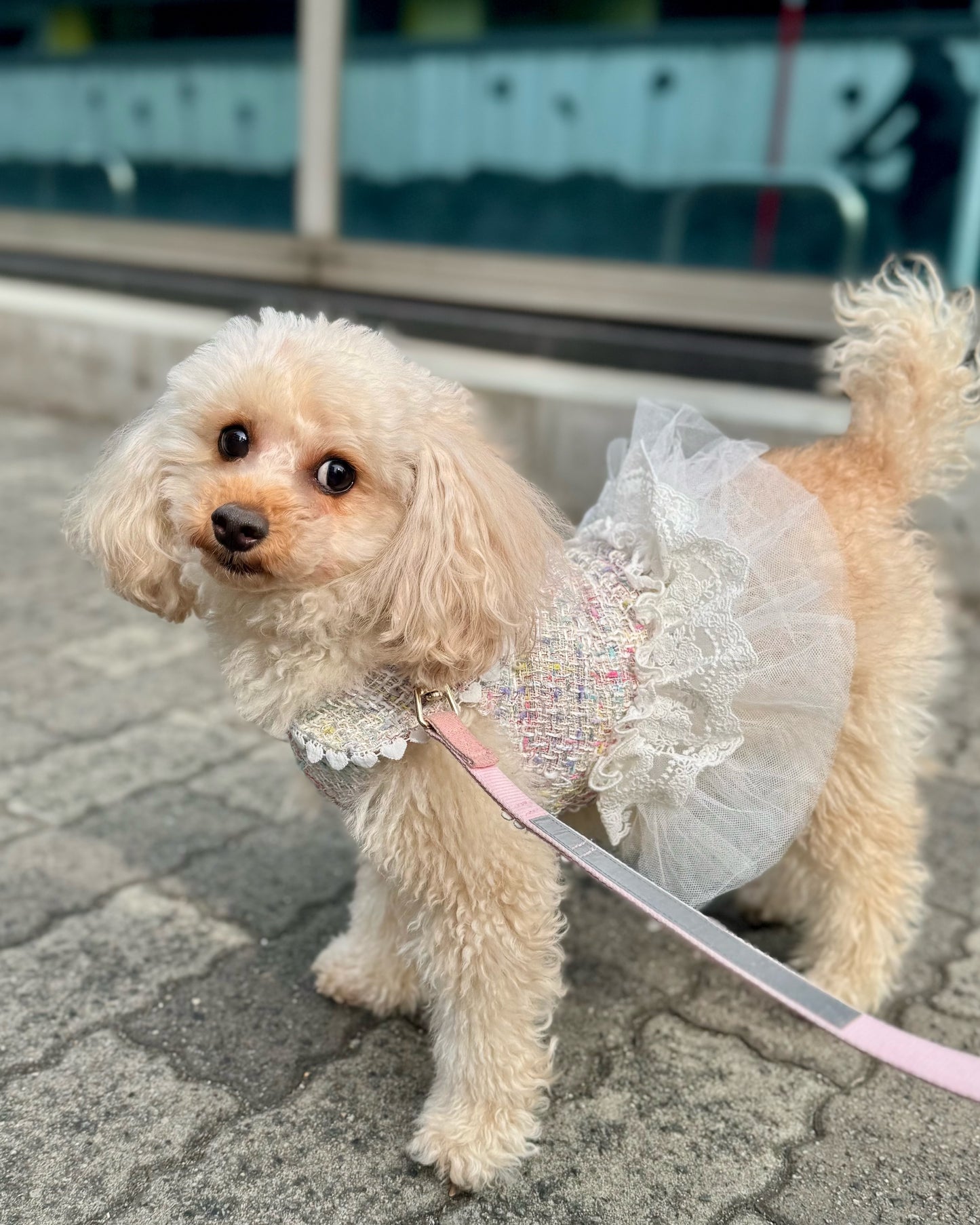 【12%OFF】Princesseツイードチュールワンピース(ミックス)