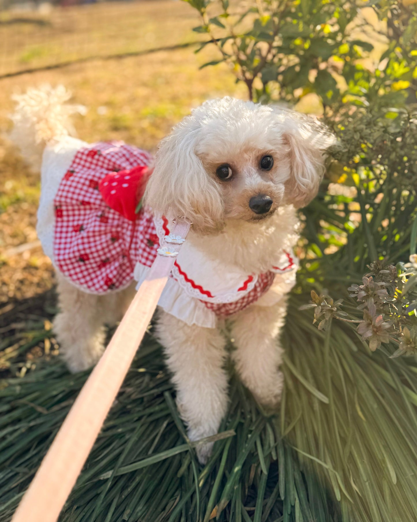 Coco いちごワンピース（red）