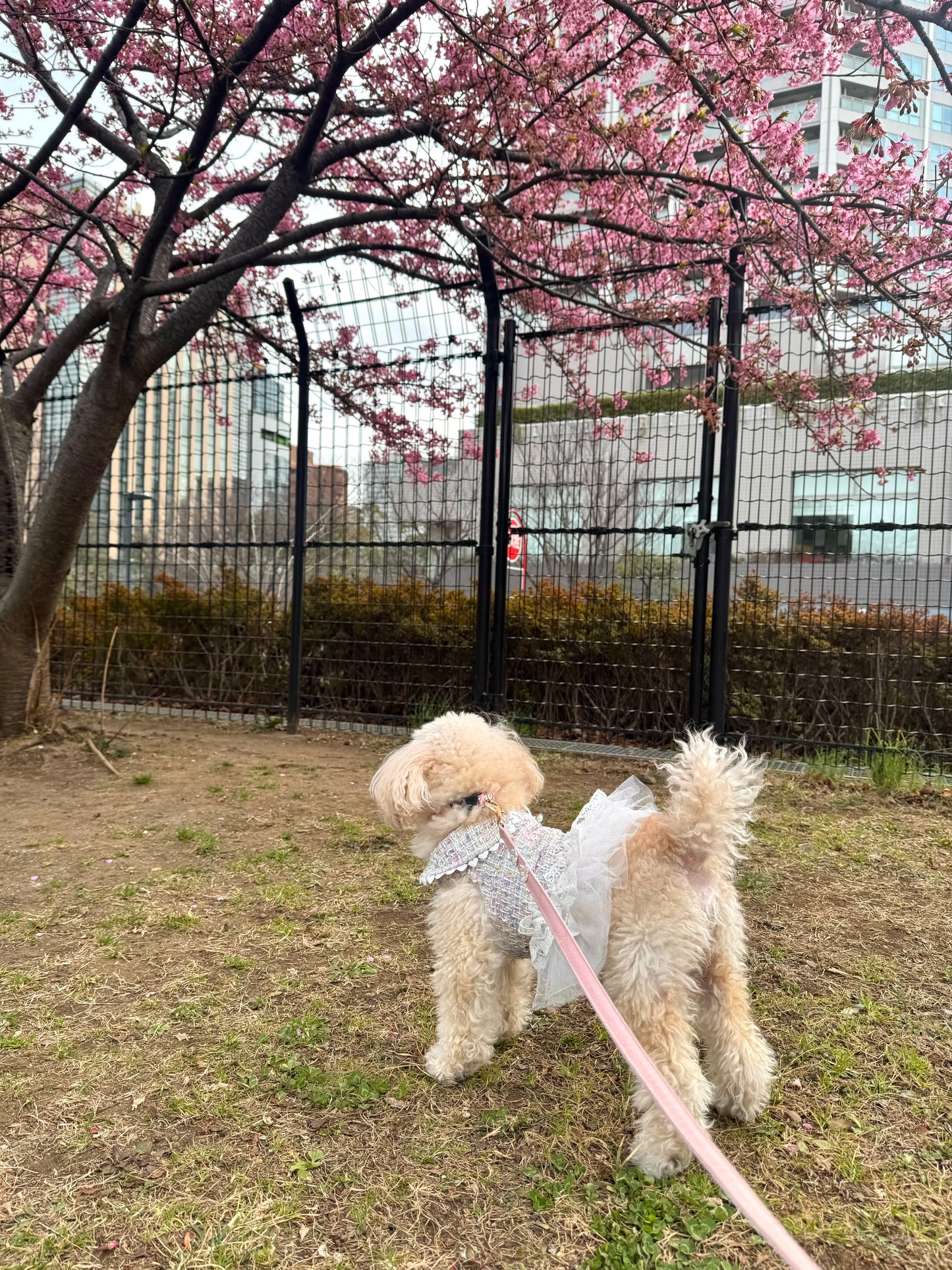 【12%OFF】Princesseツイードチュールワンピース（ミックス）