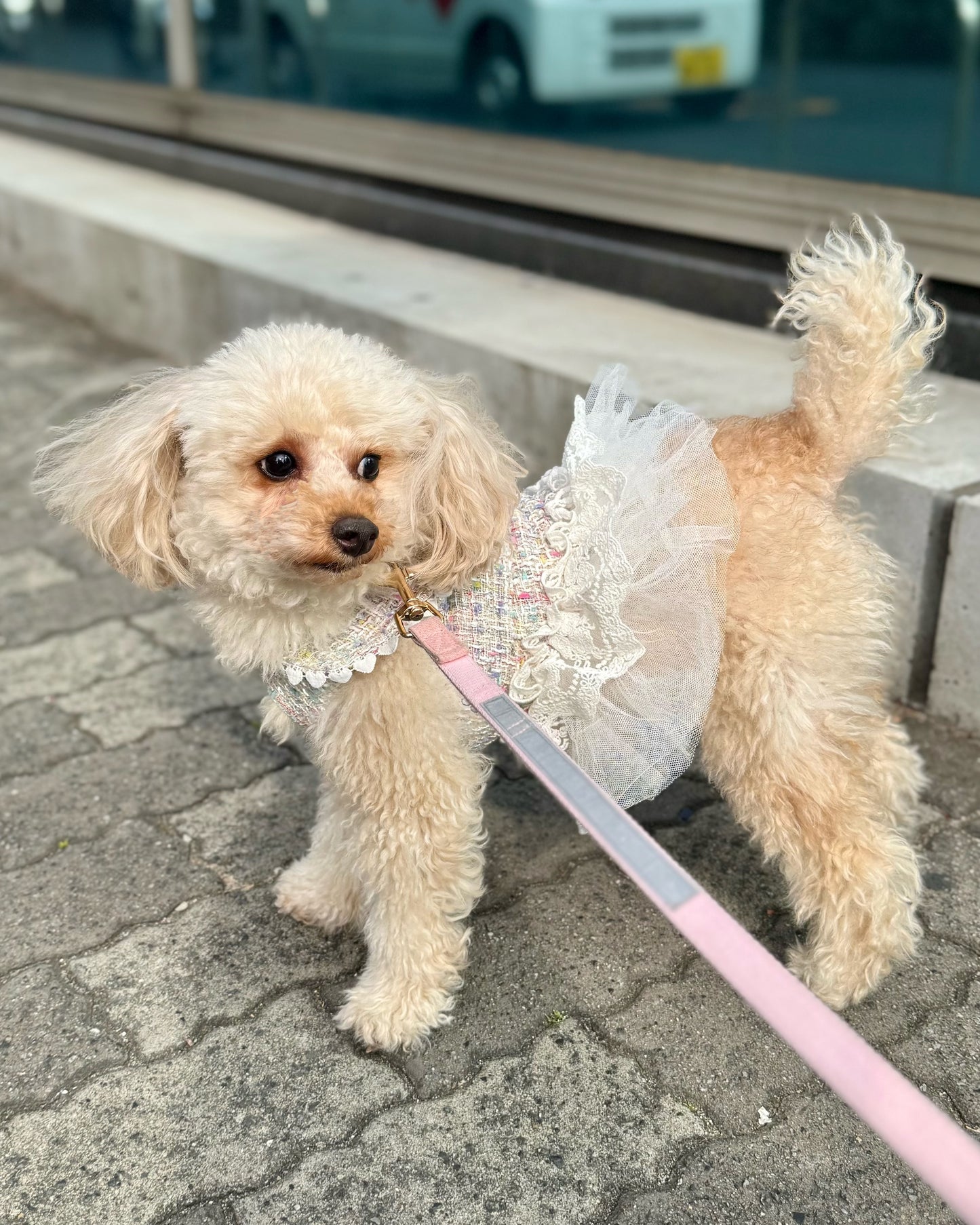 【12%OFF】Princesseツイードチュールワンピース（ミックス）