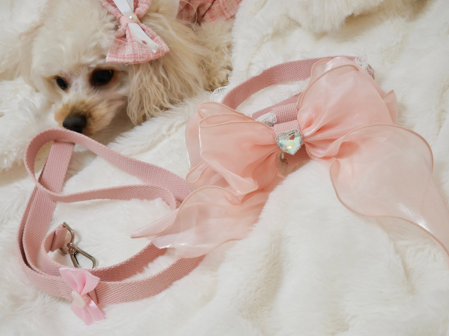Rose rubanリード