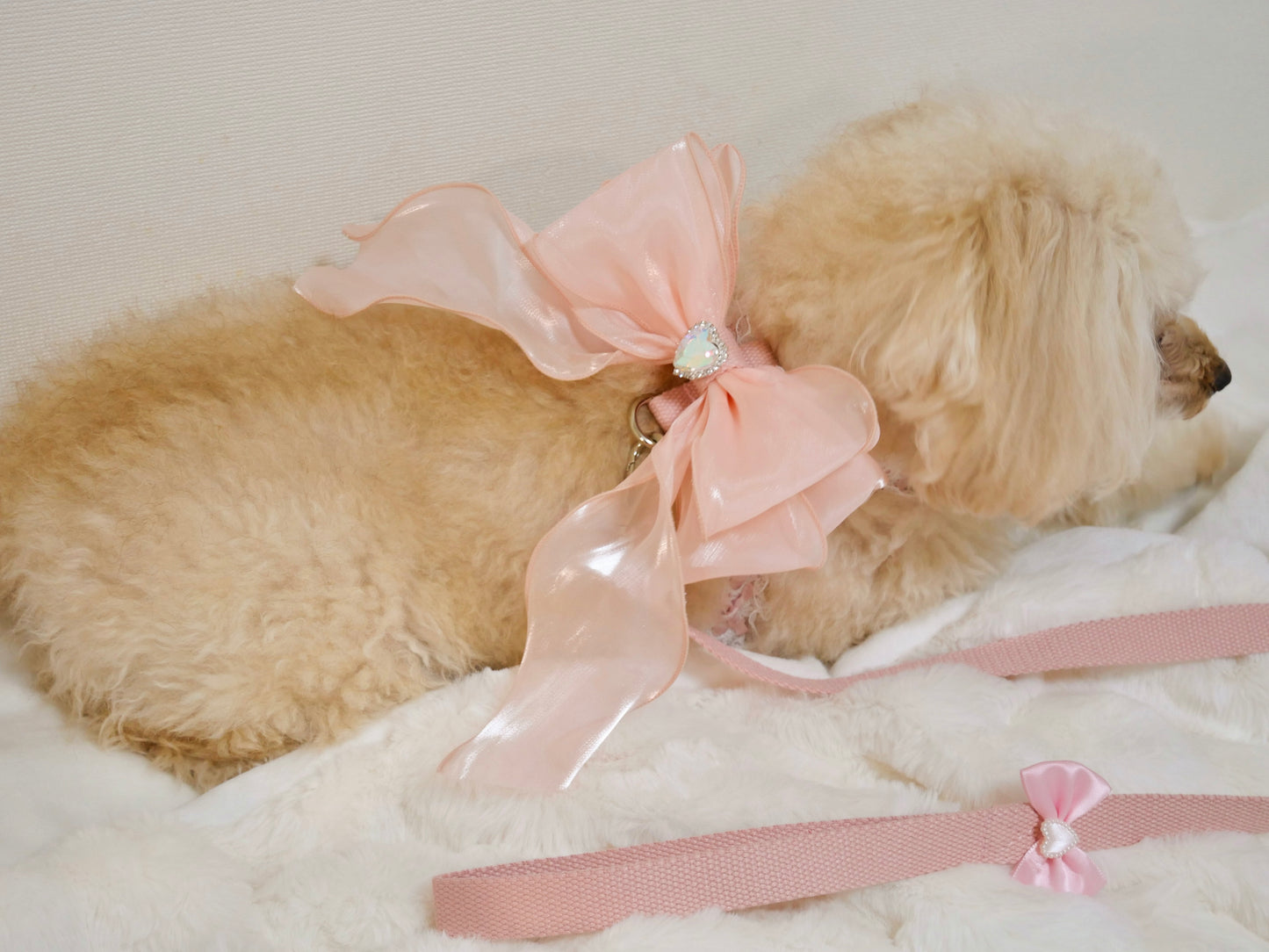 Rose rubanリード