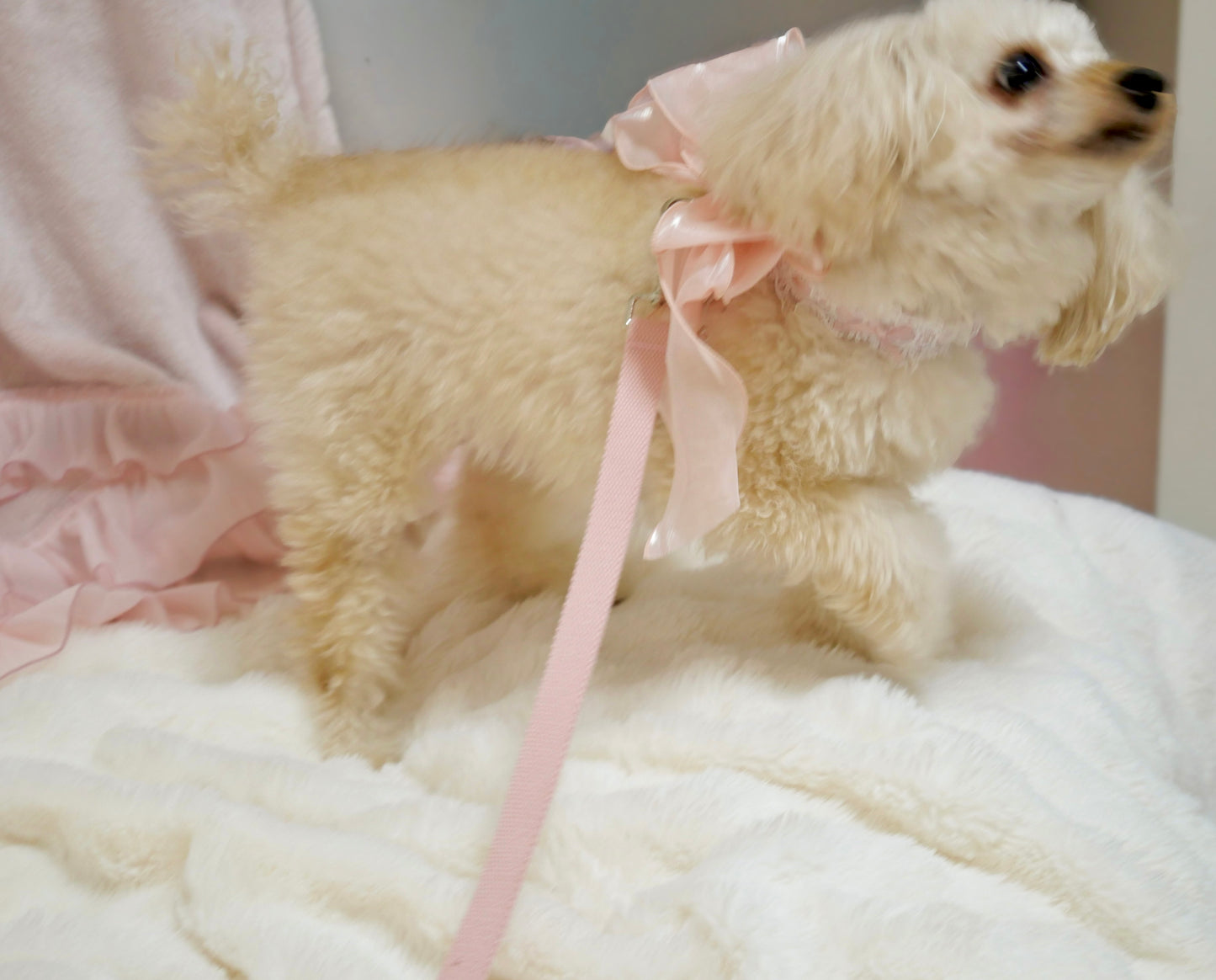 Rose rubanリード