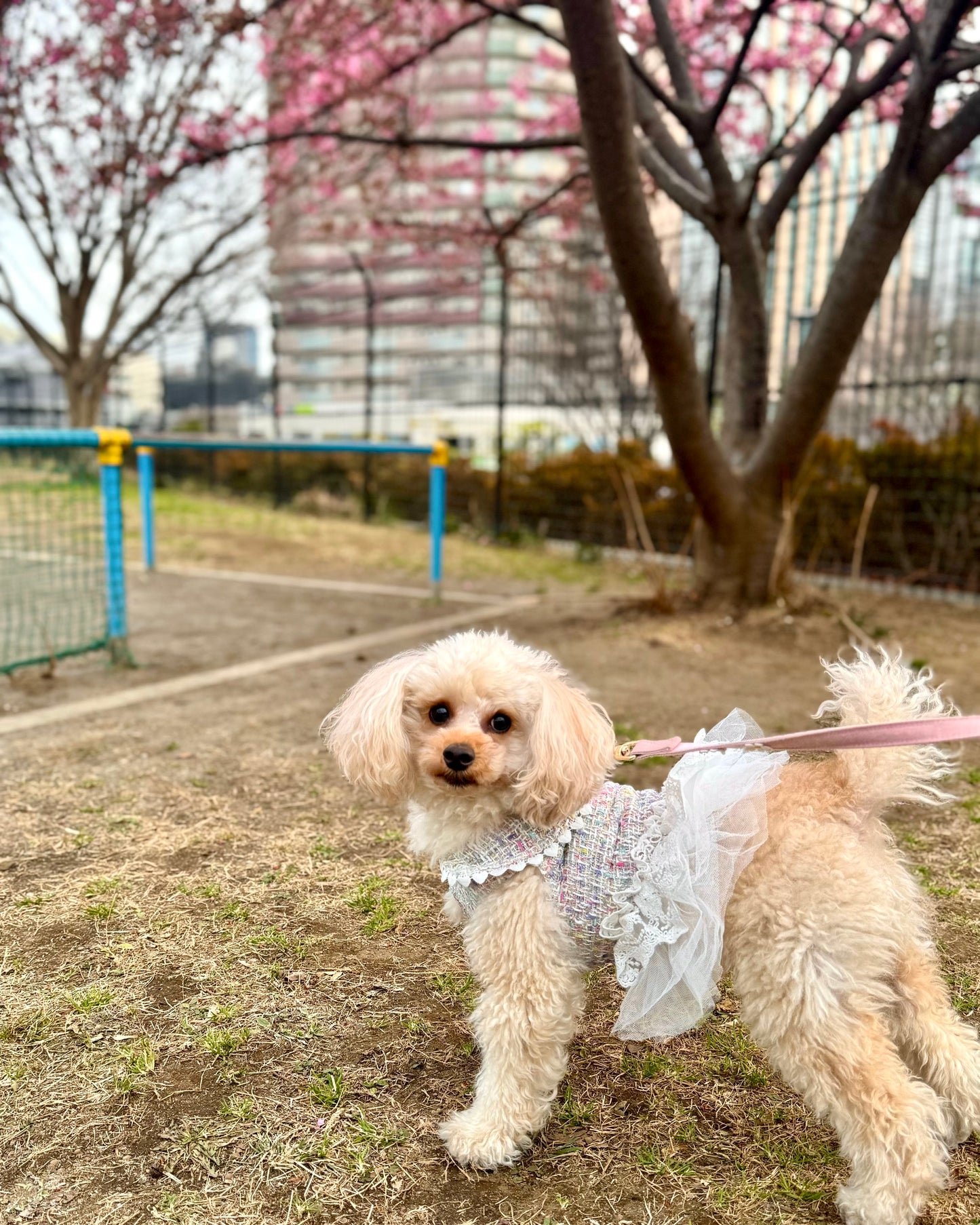 【12%OFF】Princesseツイードチュールワンピース（ミックス）