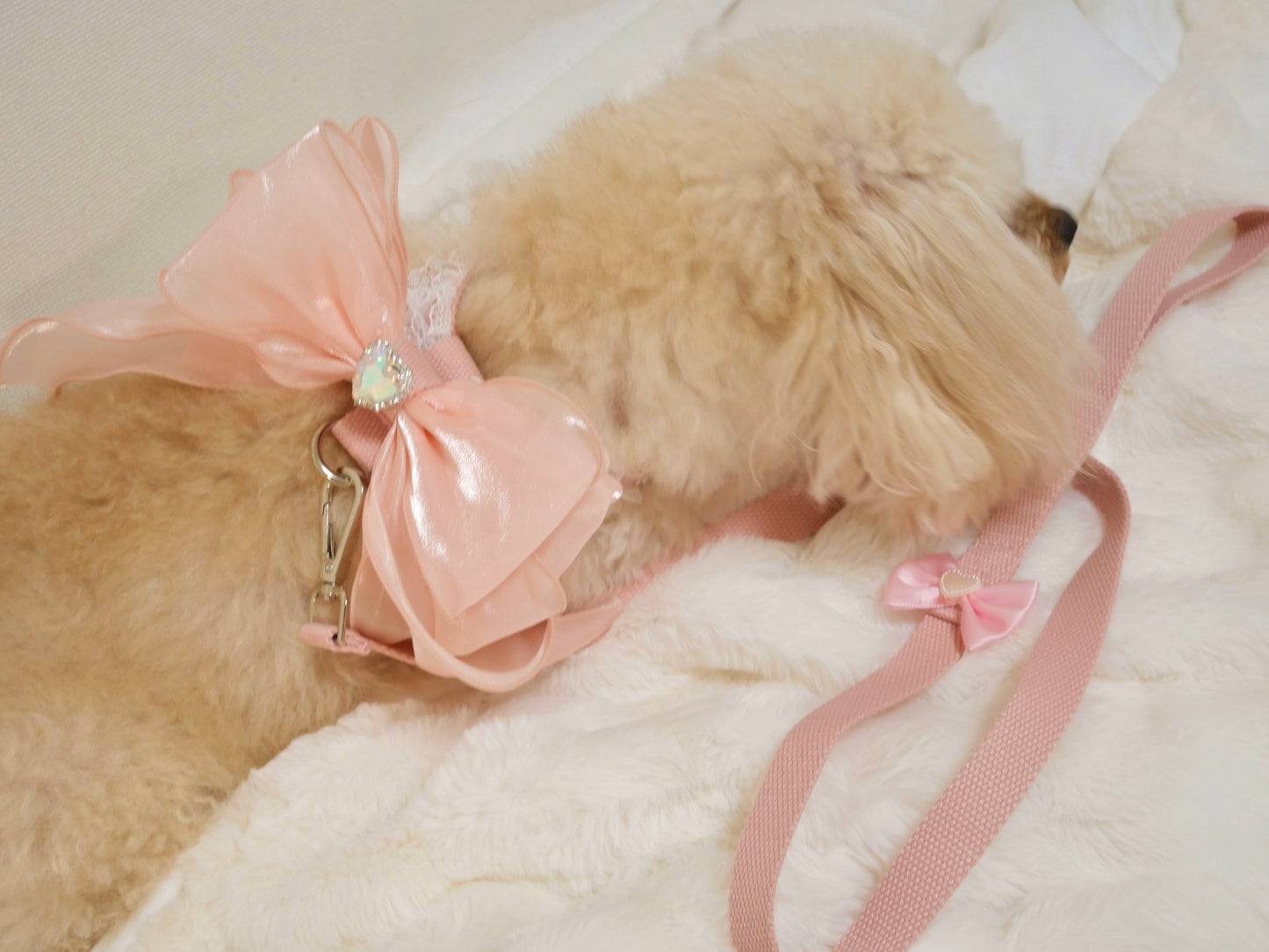 Rose rubanリード